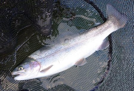 なんとか６０オーバーをキャッチ